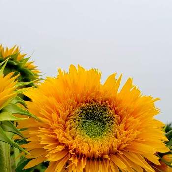 八重咲きヒマワリの投稿画像一覧 Greensnap グリーンスナップ