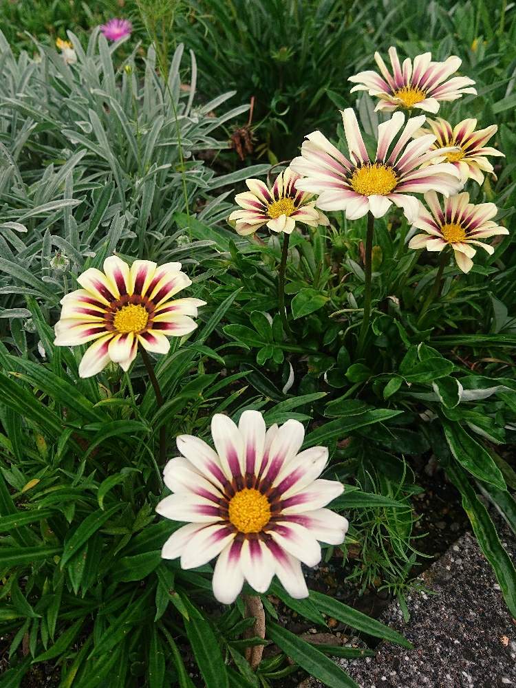 上ガザニア 花束 すべての美しい花の画像