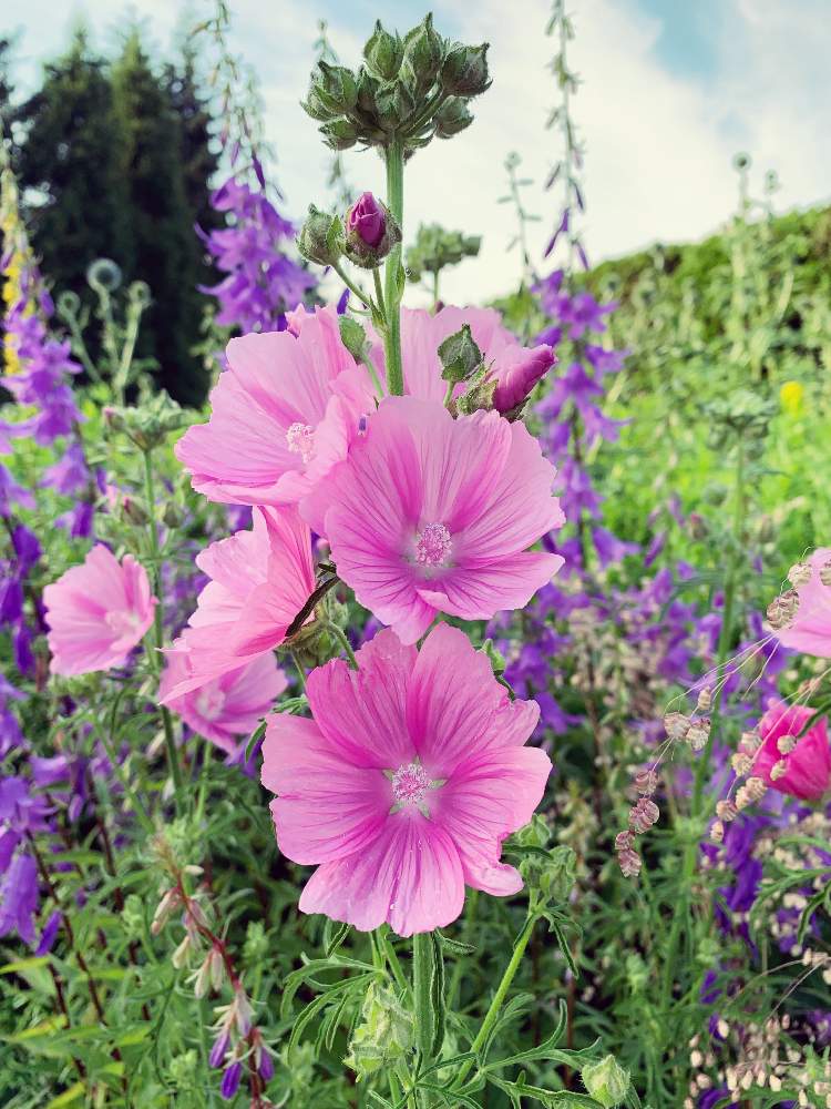 ジャコウアオイの投稿画像 By のりりんさん 花のある暮らしとピンク ピンクと風にゆらゆらとコスモスに似た花と夏の花とピンクのお花と可愛いお花 19月7月10日 Greensnap グリーンスナップ