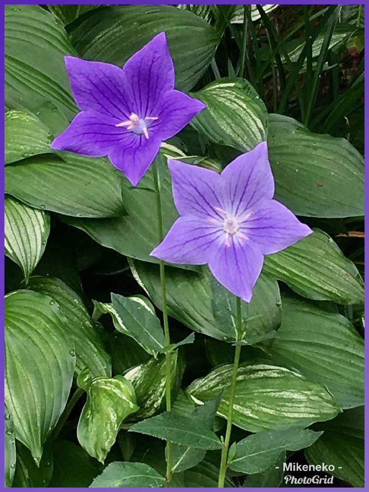 桔梗の投稿画像 By 三毛猫さん 紫色の花と夏の花と花のある暮らしと夏でも元気な花フォトコンと庭の宿根草 19月7月10日 Greensnap グリーンスナップ