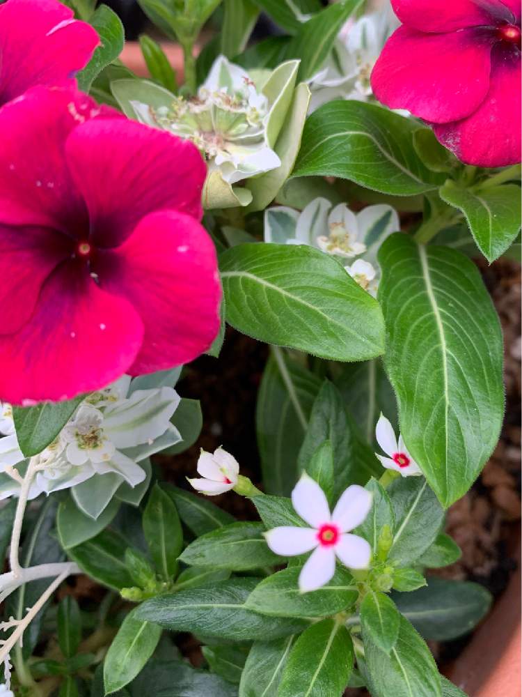 ニチニチソウ フェアリースターの投稿画像 By まちこ姉さんさん ユーフォルビア 氷河とニチニチソウ ビンカ タトゥーとバルコニー ベランダ 19月7月10日 Greensnap グリーンスナップ Greensnap グリーンスナップ