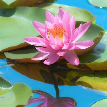 アートな写真の投稿画像一覧 Greensnap グリーンスナップ