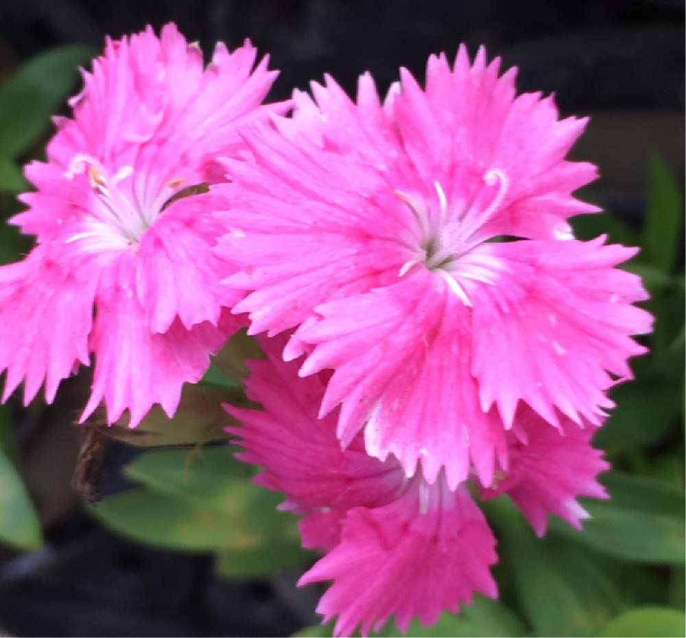 かわいいな の投稿画像 By Mikiさん 花のある暮らしとピンク ピンクとナデシコ科とナデシコ となでしこの花とピンクの花 19月7月10日 Greensnap グリーンスナップ
