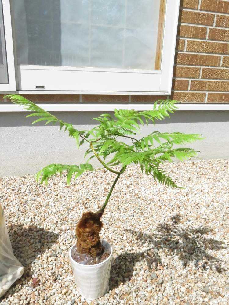 キンモコウ　2点おまとめ カツモウイノデとタカワラビ（ゴールデンモンキー、キンモウコウ