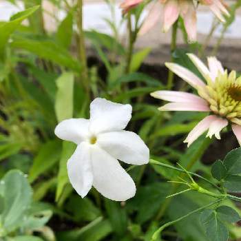 ジャスミンホワイトプリンセスの投稿画像一覧 Greensnap グリーンスナップ