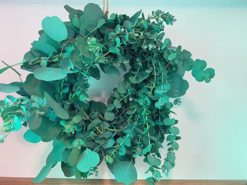 ユーカリ ポポラス好きの投稿画像 By のっちょさん ユーカリの木とユーカリリースと葉っぱとグリーングリーン とgreen Up 19月7月10日 Greensnap グリーンスナップ
