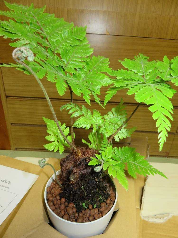 キンモコウ　2点おまとめ キンモウコウ