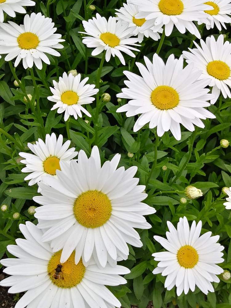 シャスターデージーの投稿画像 By つきかさん 嬉しい と美しいと花のある暮らしとかわいいと白い花と夏でも元気な花フォトコンと花が好きとかわいい花 19月7月10日 Greensnap グリーンスナップ