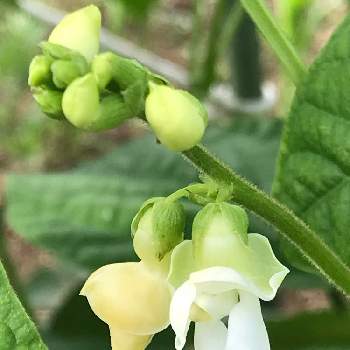 可愛い野菜の花の投稿画像一覧 Greensnap グリーンスナップ