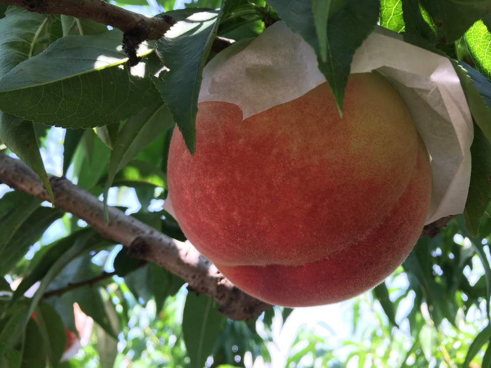桃の木の投稿画像 By さいたまさん 果物狩り 19月7月10日 Greensnap グリーンスナップ