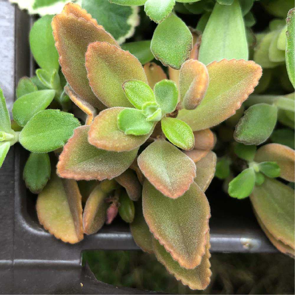 多肉ハーブ図鑑 Greensnap グリーンスナップ