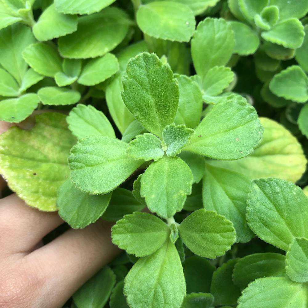 多肉ハーブ図鑑 Greensnap グリーンスナップ