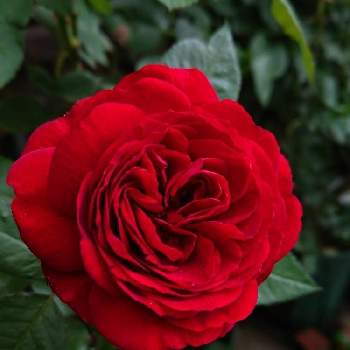 バラ ディープボルドーの画像 by ＹＵＭＩＫＯさん | 小さな庭とバラ ディープボルドーと薔薇愛同盟と花が好き❤と植中毒と薔薇が好き❤ときれいな色と鉢植えと花のある暮らしと薔薇♪といい色♡