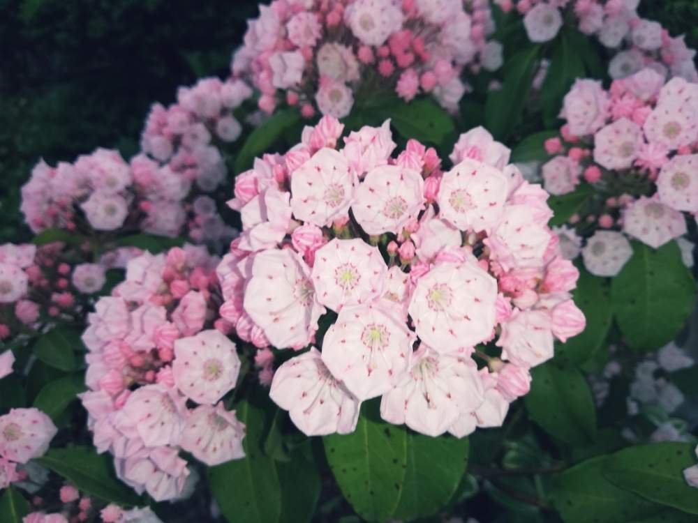 カルミアの投稿画像 By はなおりさん 花のある暮らしと今日のお花とカルミア といやし 19月7月10日 Greensnap グリーンスナップ