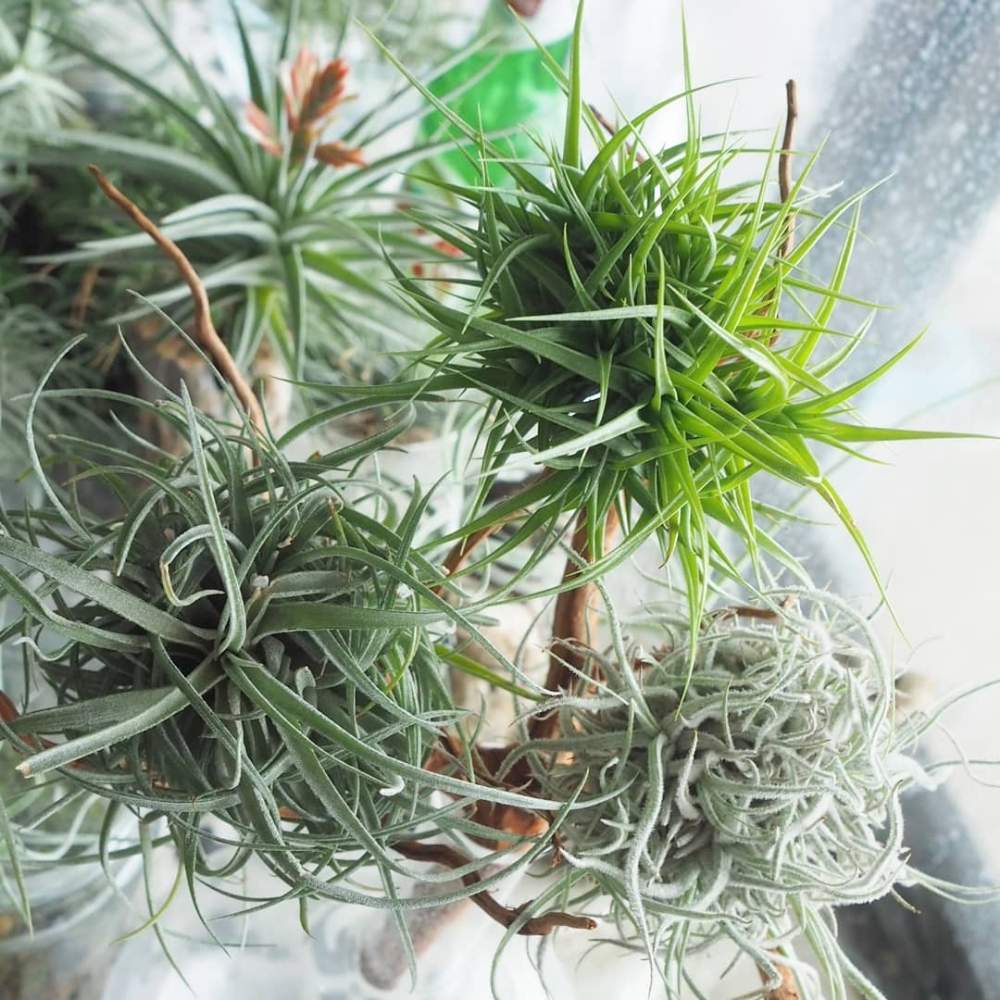 アエラントス ミニアータの投稿画像 By ぴよだまりさん シュスゴネンシスとティランジア ベティと窓辺とエアプランツ チランジアとチランジア 属とエアプランツストレプトフィラと珍奇植物とエアープランツ チランジアとエアプランツ チランジアとチランジア属とエア