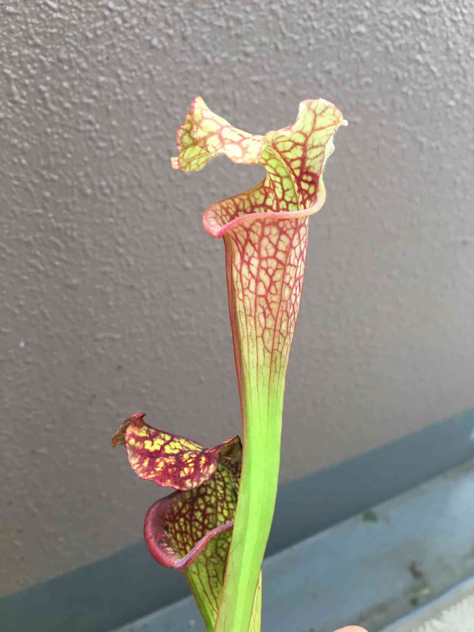 サラセニア 飛鳥シリーズの一覧｜🍀GreenSnap（グリーンスナップ）