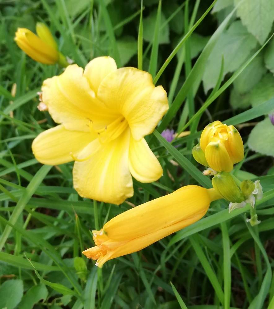 カンゾウの投稿画像 By 38channさん 花のある暮らしと実家の花と黄色い花 と黄色の小花 19月7月10日 Greensnap グリーンスナップ