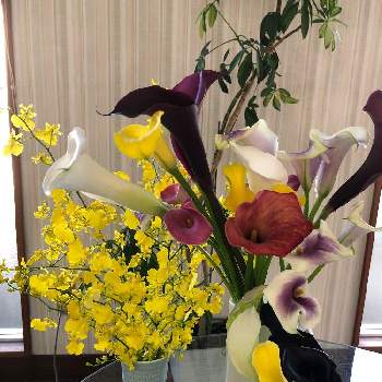 カーラーの花の投稿画像一覧 Greensnap グリーンスナップ