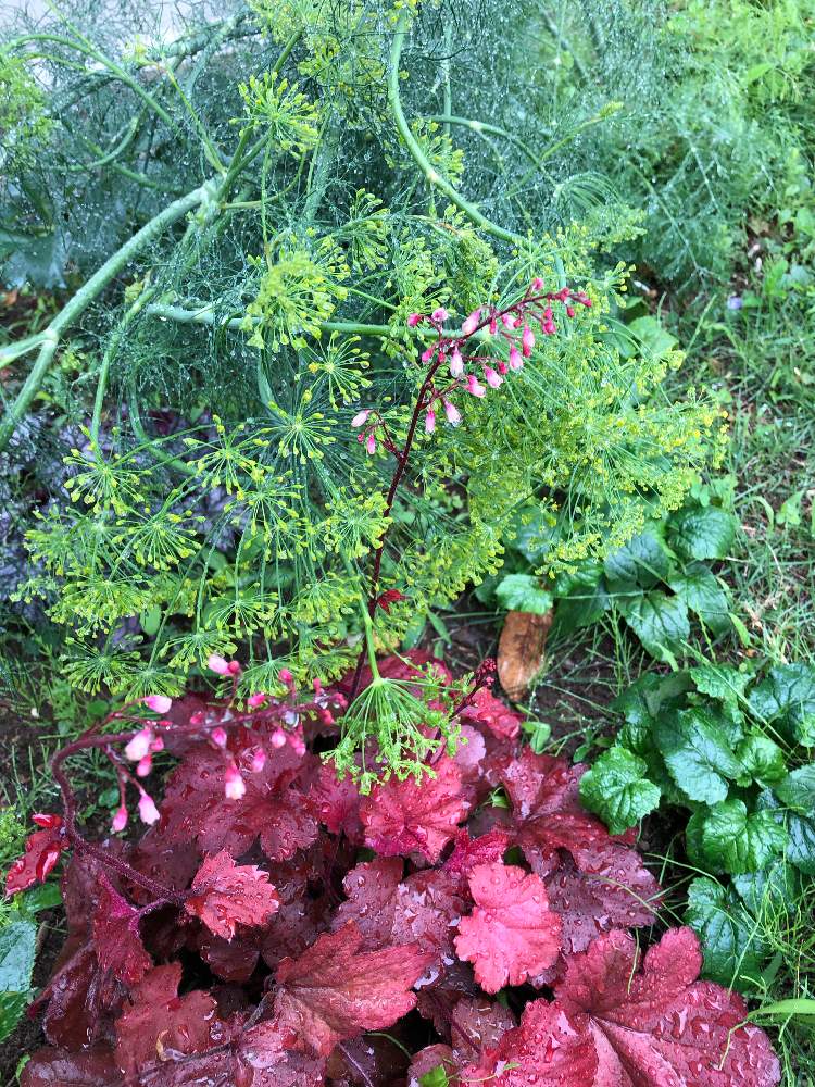 ディルの投稿画像 By にゃんつんさん ヒューケラとハーブと赤い葉っぱと葉を楽しむ植物と小さい花と花のある暮らしと緑のある風景 19月7月10日 Greensnap グリーンスナップ