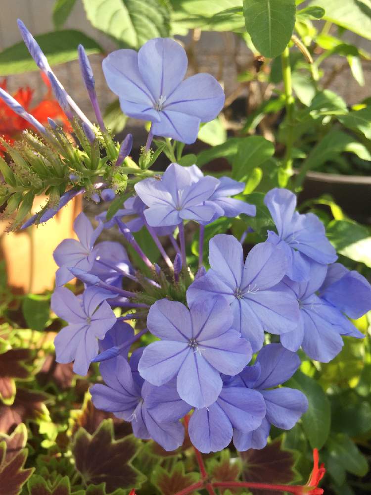 小さな庭の投稿画像 By しんママさん 見切り品に弱いと狭い庭とルリマツリ プルーンパゴと半日陰の花壇と花のある暮らしと見切り品に弱いと狭い庭とルリマツリ プルーンパゴと半日陰の花壇と花のある暮らし 19月7月10日 Greensnap グリーンスナップ