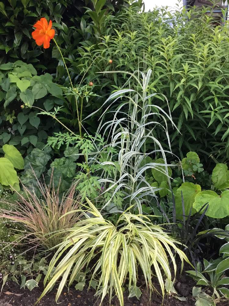 キバナコスモスの投稿画像 By みどさん しまあしと山野草と花のある暮らしと斑入りの葉っぱとコクリュウ 黒竜 とフウチソウとイネ科の植物と縞葦 と小さな庭と山野草と花のある暮らしと斑入りの葉っぱ 19月7月10日 Greensnap グリーンスナップ Greensnap