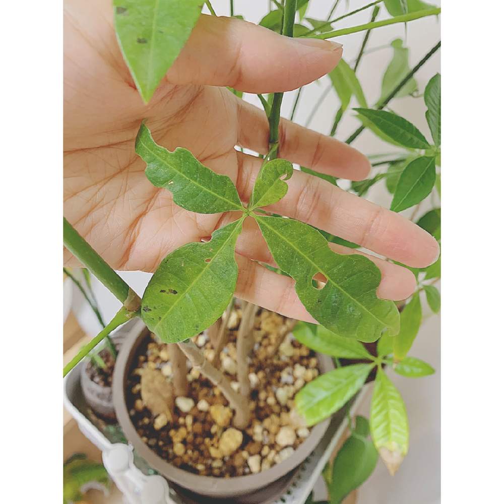 パキラの投稿画像 By Asciiさん 観葉植物と観察記録と植中毒と相談と パキラと実生パキラ 19月7月10日 Greensnap グリーンスナップ