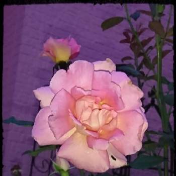 ティファニー薔薇の画像 by Akemiさん | 玄関とティファニー薔薇