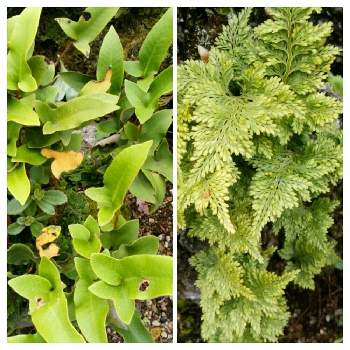 羊歯の投稿画像一覧 Greensnap グリーンスナップ