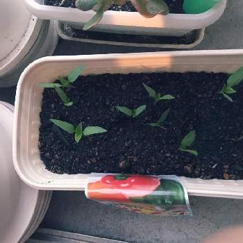 パプリカの成長の画像 by ザッキーさん | 玄関とピーマン・パプリカとパプリカの成長とパプリカの発芽