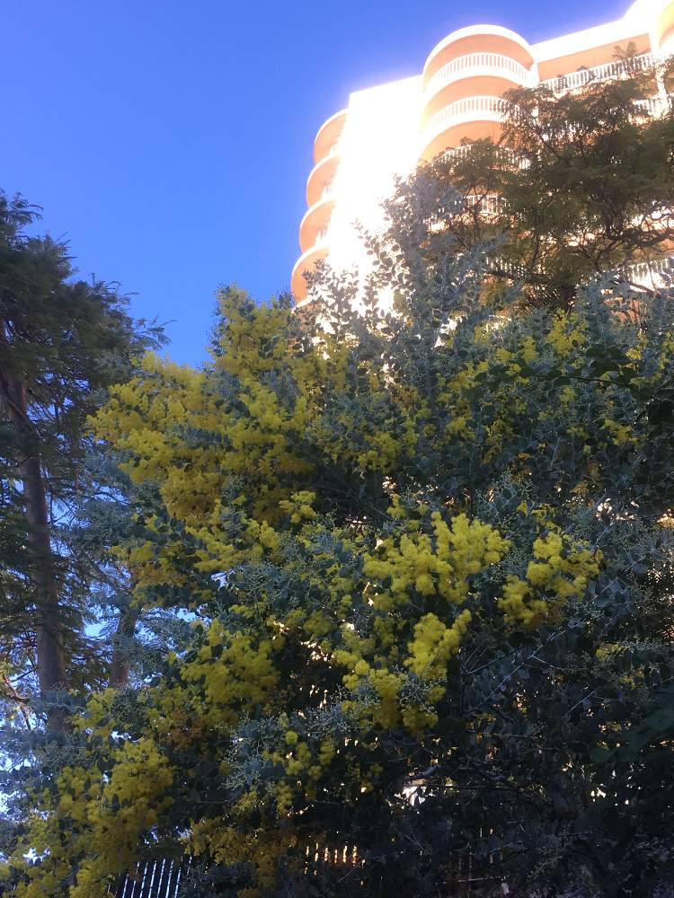 アカシア ゴールデンワトルの投稿画像 By はるのさん オーストラリアと花のある暮らしとブリスベンと南半球ワイルドフラワー 19月7月11日 Greensnap グリーンスナップ
