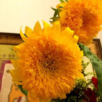 八重咲きヒマワリの投稿画像一覧 Greensnap グリーンスナップ