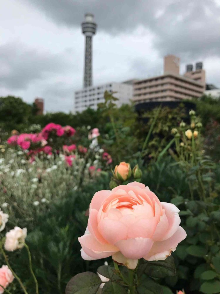 nayukiさんの山下公園への投稿