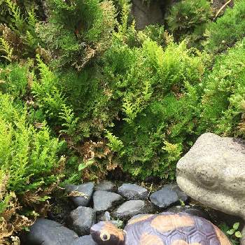 努力の賜物の投稿画像一覧 Greensnap グリーンスナップ