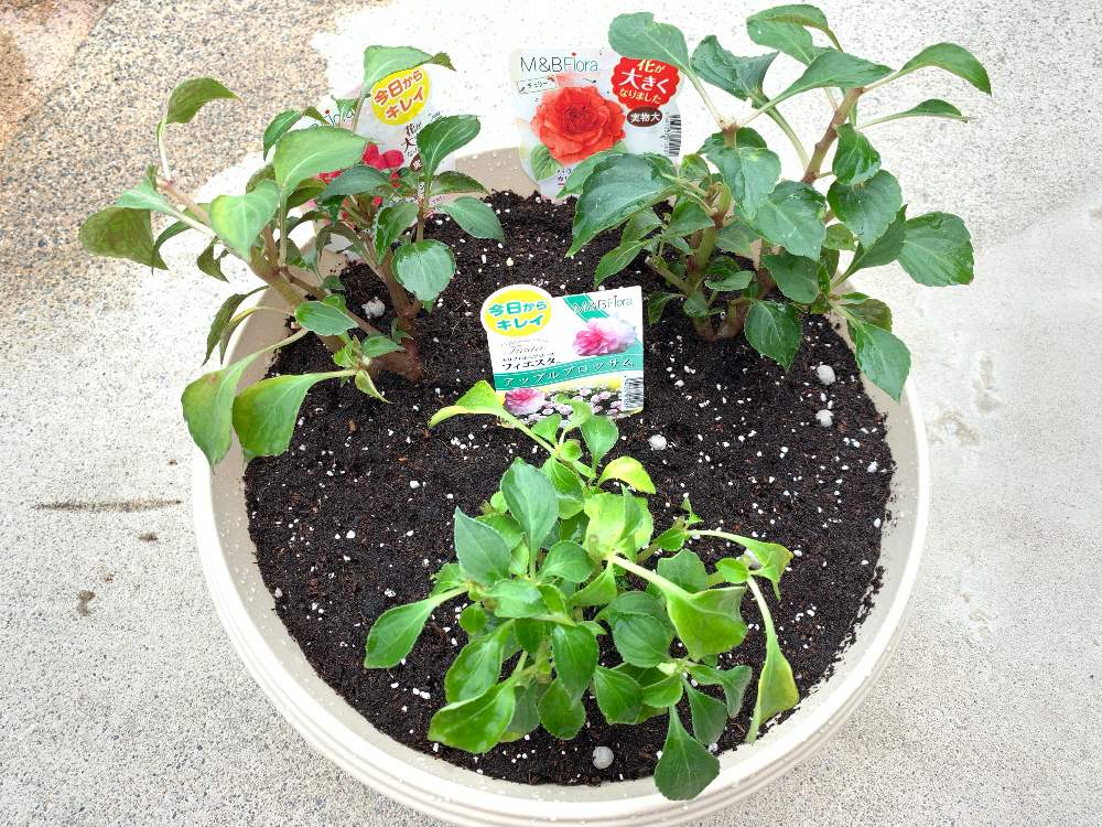 八重咲きインパチェンス カリフォルニアローズの投稿画像 By 黄身さん 車庫と摘心とバリバリの初心者ですと初心者も初心者と花のある暮らしと超 超初心者と八重咲きが可愛いと摘心とバリバリの初心者ですと初心者も初心者と花のある暮らしと超 超初心者と八重咲きが