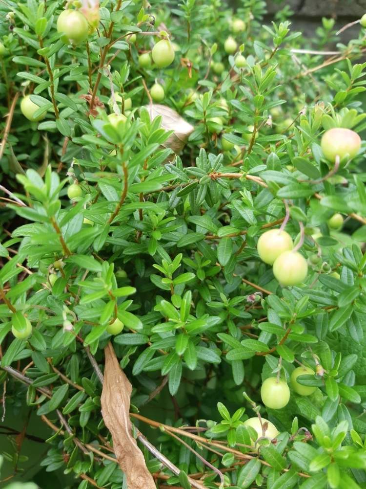 小さな庭の投稿画像 By ぷん太さん 果樹と花のある暮らしとわが家のブルーベリー と植物大好きと果樹と花のある暮らしとわが家のブルーベリー と植物大好き 19月7月11日 Greensnap グリーンスナップ Greensnap グリーンスナップ