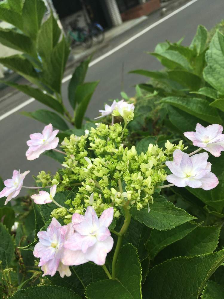 紫陽花 隅田の花火の投稿画像 By さいたまさん 花のある暮らしと道路脇に咲く花 19月7月11日 Greensnap グリーンスナップ