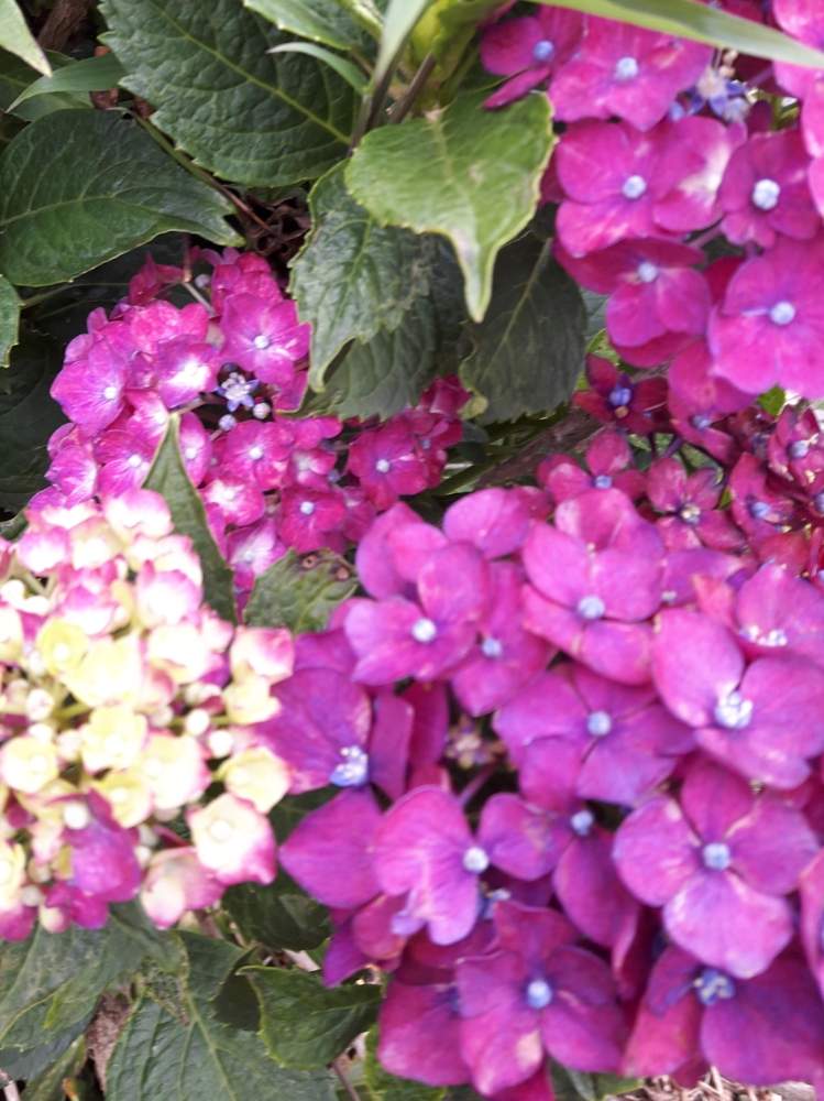 アジサイの投稿画像 By バラリーナさん 害虫対策とつるバラのある庭と紫陽花とかたつむりと南国の花とハワイの植物と昆虫苦手とクレマチス 地植えと経過観察中と多肉女子とgreensnapmarcheとバラが好きと花のある暮らしとgreen Up とクレマチス アーチ 19月7月11日