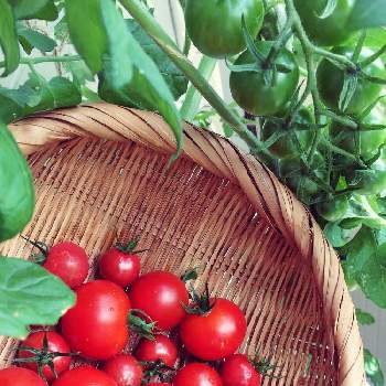 水耕のみつトマトの投稿画像一覧 Greensnap グリーンスナップ