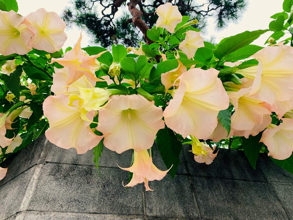 お名前なんてゆうの の投稿画像 By たかこさん 花のある暮らしとgreen Up 19月7月11日 Greensnap グリーンスナップ