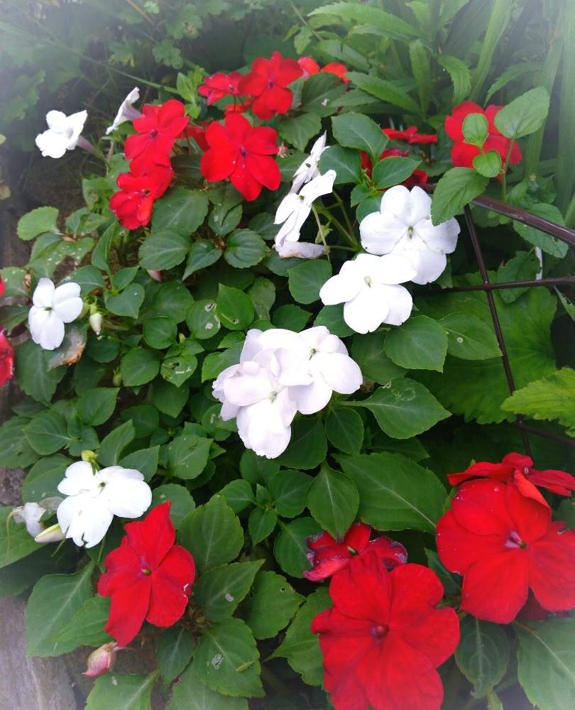 インパチェンスの投稿画像 By ミキさん 赤い花と地植えとガーデニングと白い花 19月7月11日 Greensnap グリーンスナップ