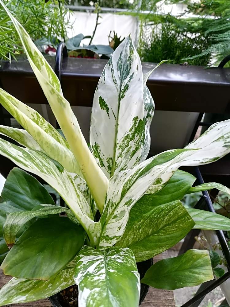斑入りスパティフィラムの投稿画像 By ハイジさん 観葉植物と斑入り葉っぱとスパティフィラム属とスパティフィラム ミコ 19月7月11日 Greensnap グリーンスナップ