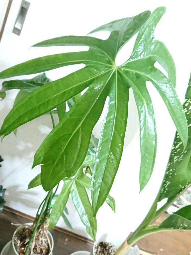 アンスリウム ペダトラディアツム レア!!Anthurium pedatoradiatum