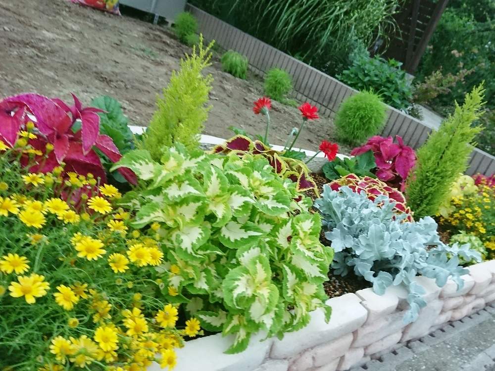 コリウスの投稿画像 By Miii T29さん ダールベルグデージーとガーデニングと花のある暮らしとミニ花壇 と小さな庭とガーデニングと花のある暮らしとミニ花壇 19月7月11日 Greensnap グリーンスナップ Greensnap グリーンスナップ