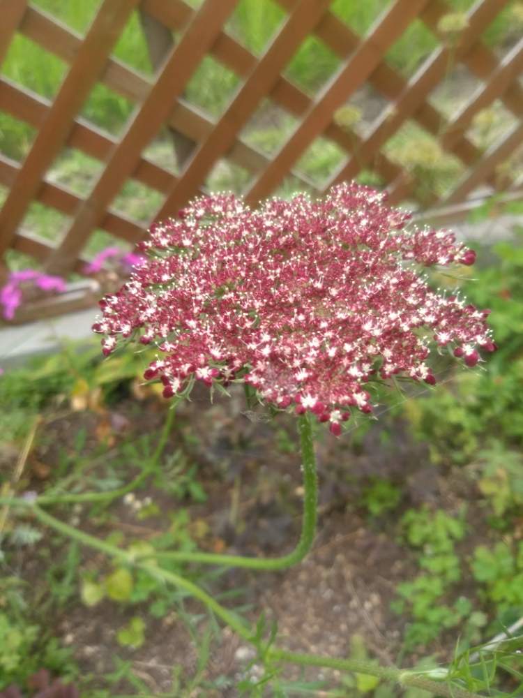 ぜいたく秋蒔き 花 簡単 すべての美しい花の画像