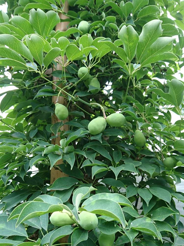 ムベの投稿画像 By ぴよさん 果実と果樹と鉢栽培 19月7月11日 Greensnap グリーンスナップ