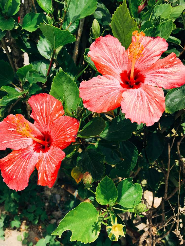 ハイビスカスの投稿画像 By Yukoさん 南国育ちと沖縄旅行と夏でも元気な花フォトコンと大好きな沖縄と映えるお花たちと花 のある暮らしとgs映え とお出かけ先と南国育ちと沖縄旅行と夏でも元気な花フォトコンと大好きな沖縄と映えるお花たちと花のある暮らしとgs映え