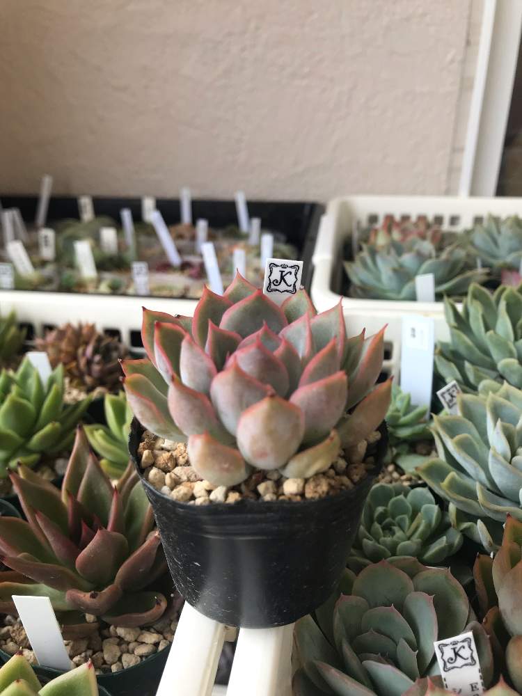 小さな庭の投稿画像 By W か さん 多肉植物とエケベリア属と交配種とリラシナ 花うらら と多肉植物とエケベリア属と交配種とリラシナ 花うらら 19月7月12日 Greensnap グリーンスナップ Greensnap グリーンスナップ