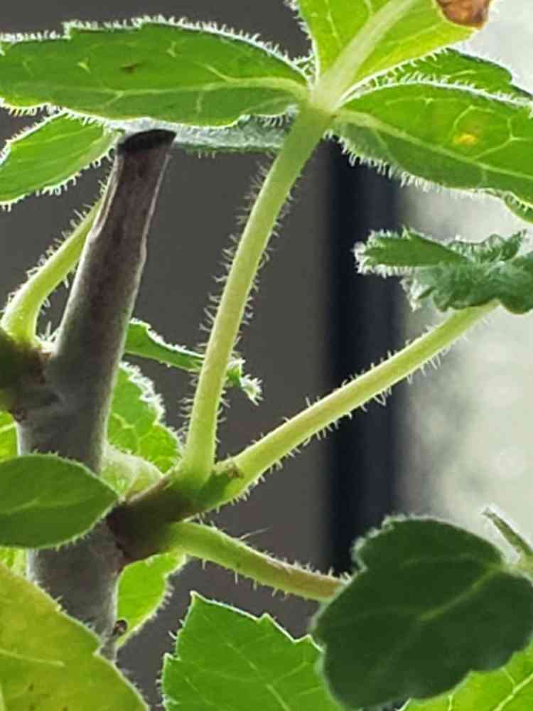 コミフォラ オブロンギフォリアの一覧｜🍀GreenSnap（グリーンスナップ）