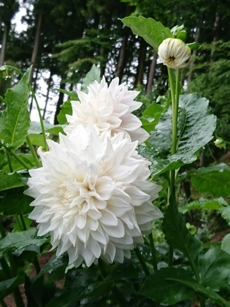 ダリアの投稿画像 By 画夢さん 白大輪と素敵な花と素敵な立ち姿と綺麗な白と実家の庭と花のある暮らし 19月7月12日 Greensnap グリーンスナップ