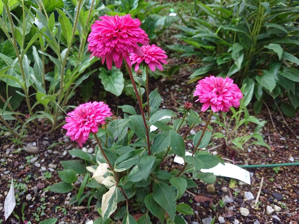 エキナセア ブラックベリートラッフルの投稿画像 By Erycaさん エキナセアワールドとgs映えとガーデニングと花のある暮らしとエキナセア と夏でも元気な花フォトコンとかわいいな 19月7月12日 Greensnap グリーンスナップ